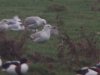 Caspian Gull at Fleet Head (Steve Arlow) (39904 bytes)